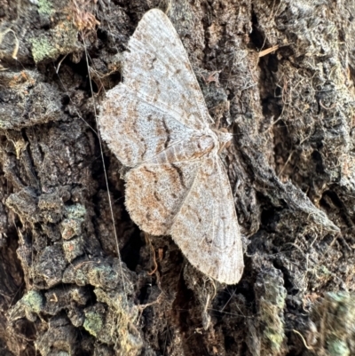Didymoctenia exsuperata (Thick-lined Bark Moth) at Mount Majura - 5 Mar 2023 by Pirom