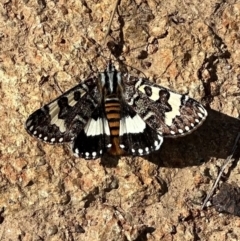 Apina callisto (Pasture Day Moth) at Ainslie, ACT - 10 Apr 2023 by Pirom