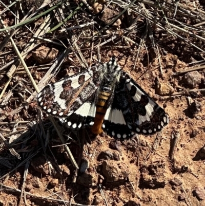 Apina callisto (Pasture Day Moth) at Mount Ainslie - 22 Apr 2023 by Pirom