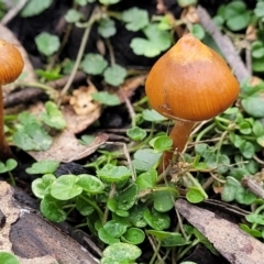 zz agaric (stem; gills not white/cream) at Wombeyan Caves, NSW - 31 May 2023 by trevorpreston