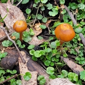 zz agaric (stem; gills not white/cream) at Wombeyan Caves, NSW - 31 May 2023 11:50 AM