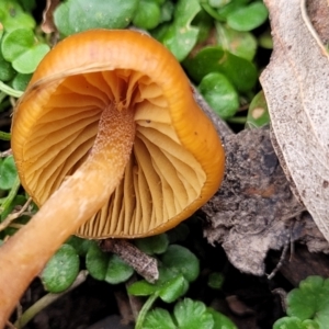 zz agaric (stem; gills not white/cream) at Wombeyan Caves, NSW - 31 May 2023 11:50 AM