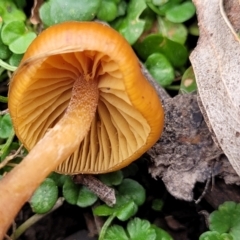 zz agaric (stem; gills not white/cream) at Wombeyan Caves, NSW - 31 May 2023