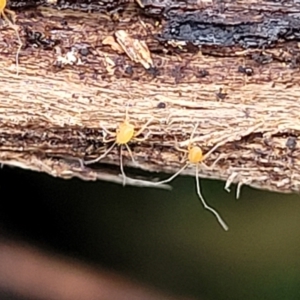 Eupodoidea (super family) at Wombeyan Caves, NSW - 31 May 2023