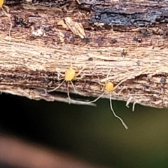 Eupodoidea (super family) (A mite) at Wombeyan Caves, NSW - 31 May 2023 by trevorpreston