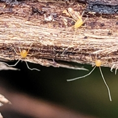 Eupodoidea (super family) at Wombeyan Caves, NSW - 31 May 2023 11:49 AM