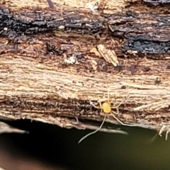 Eupodoidea (super family) at Wombeyan Caves, NSW - 31 May 2023