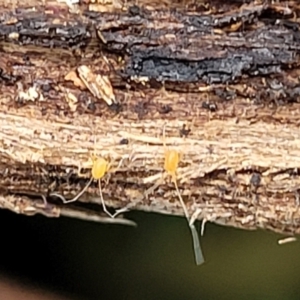 Eupodoidea (super family) at Wombeyan Caves, NSW - 31 May 2023 11:49 AM