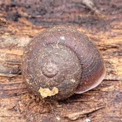 Austrochloritis kanangra (Jenolan Caves Bristle Snail) at Wombeyan Caves, NSW - 31 May 2023 by trevorpreston