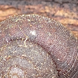 Austrochloritis kanangra at Wombeyan Caves, NSW - 31 May 2023