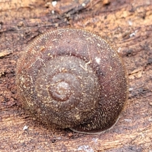 Austrochloritis kanangra at Wombeyan Caves, NSW - 31 May 2023