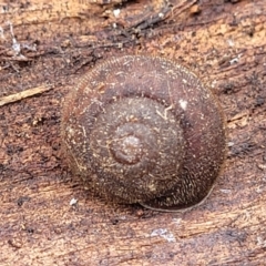 Austrochloritis kanangra at Wombeyan Caves, NSW - 31 May 2023 11:47 AM