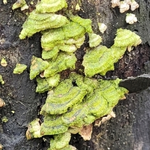 Trametes sp. at Wombeyan Caves, NSW - 31 May 2023 11:47 AM