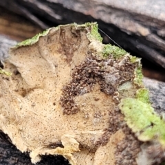 Trametes sp. at Wombeyan Caves, NSW - 31 May 2023