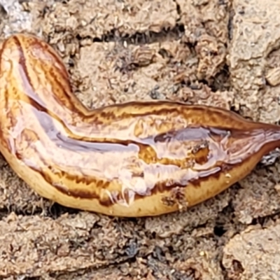 Australopacifica lucasi (A flatworm) at Wombeyan Caves, NSW - 31 May 2023 by trevorpreston