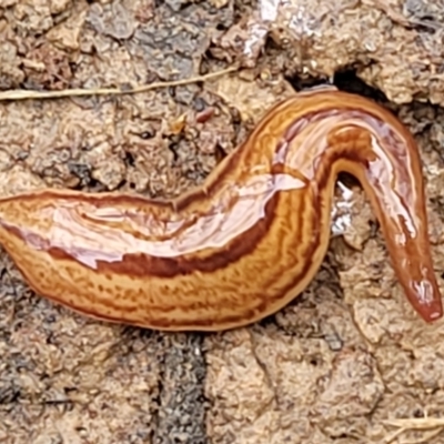 Australopacifica lucasi (A flatworm) at Wombeyan Caves, NSW - 31 May 2023 by trevorpreston