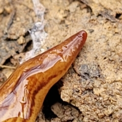 Australopacifica lucasi at Wombeyan Caves, NSW - 31 May 2023