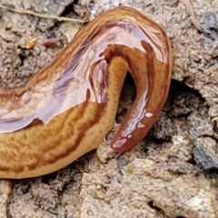 Australopacifica lucasi at Wombeyan Caves, NSW - 31 May 2023 11:44 AM