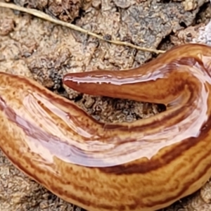 Australopacifica lucasi at Wombeyan Caves, NSW - 31 May 2023 11:44 AM