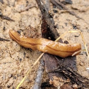 Australopacifica lucasi at Wombeyan Caves, NSW - 31 May 2023 11:41 AM