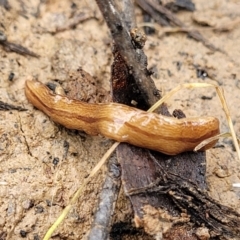Australopacifica lucasi (A flatworm) at Wombeyan Caves, NSW - 31 May 2023 by trevorpreston