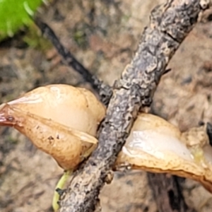 Australopacifica lucasi at Wombeyan Caves, NSW - 31 May 2023