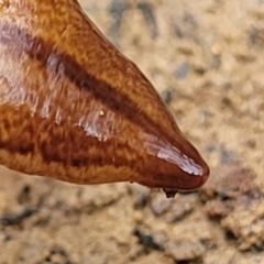 Australopacifica lucasi at Wombeyan Caves, NSW - 31 May 2023 11:41 AM