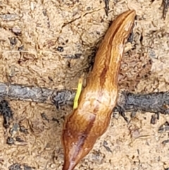 Australopacifica lucasi at Wombeyan Caves, NSW - 31 May 2023