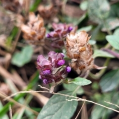 Prunella vulgaris (Self-heal, Heal All) at Wombeyan Caves, NSW - 31 May 2023 by trevorpreston