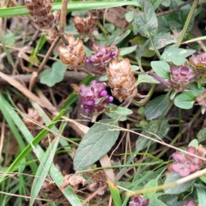 Prunella vulgaris at Wombeyan Caves, NSW - 31 May 2023 11:40 AM