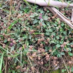 Prunella vulgaris at Wombeyan Caves, NSW - 31 May 2023 11:40 AM