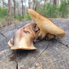 Gymnopilus sp. (Gymnopilus) at Wombeyan Caves, NSW - 31 May 2023 by trevorpreston