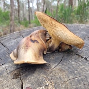 Gymnopilus sp. at Wombeyan Caves, NSW - 31 May 2023 11:37 AM