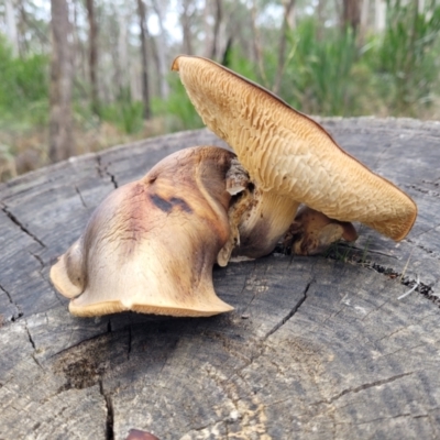 Gymnopilus sp. (Gymnopilus) at Wombeyan Caves, NSW - 31 May 2023 by trevorpreston