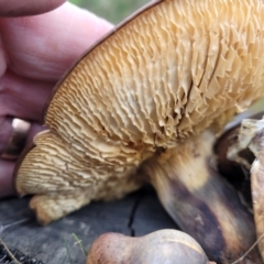 Gymnopilus sp. at Wombeyan Caves, NSW - 31 May 2023 11:37 AM