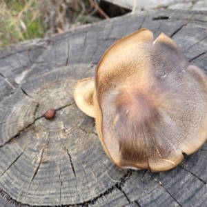 Gymnopilus sp. at Wombeyan Caves, NSW - 31 May 2023 11:37 AM