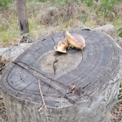 Gymnopilus sp. at Wombeyan Caves, NSW - 31 May 2023