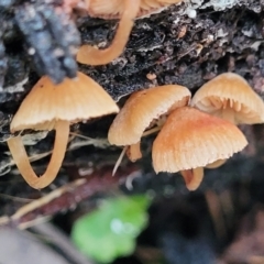 zz agaric (stem; gills not white/cream) at Wombeyan Caves, NSW - 31 May 2023 by trevorpreston