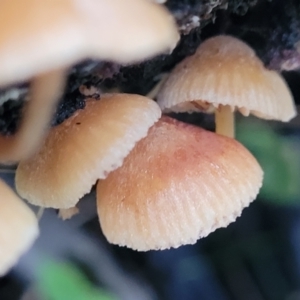 zz agaric (stem; gills not white/cream) at Mares Forest National Park - 31 May 2023