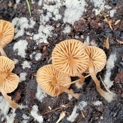 zz agaric (stem; gills not white/cream) at Mares Forest National Park - 31 May 2023 11:33 AM