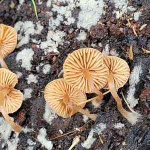 zz agaric (stem; gills not white/cream) at Mares Forest National Park - 31 May 2023 11:33 AM