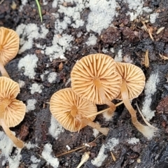 zz agaric (stem; gills not white/cream) at Mares Forest National Park - 31 May 2023