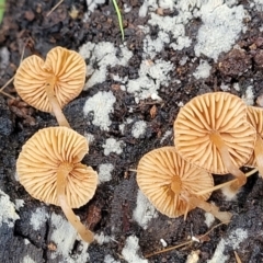 zz agaric (stem; gills not white/cream) at Mares Forest National Park - 31 May 2023