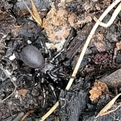 Atrax or Hadronyche sp. (genus) (Funnelweb spider) at Wombeyan Caves, NSW - 31 May 2023 by trevorpreston