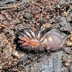 Atrax or Hadronyche sp. (genus) at Wombeyan Caves, NSW - 31 May 2023