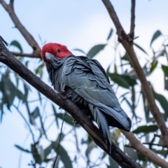 Callocephalon fimbriatum (Gang-gang Cockatoo) at Penrose - 27 May 2023 by Aussiegall