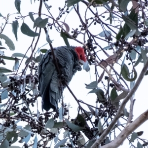 Callocephalon fimbriatum at Penrose, NSW - 27 May 2023