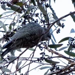 Callocephalon fimbriatum at Penrose, NSW - 27 May 2023