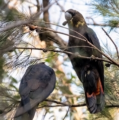 Calyptorhynchus lathami lathami (Glossy Black-Cockatoo) at Penrose, NSW - 30 May 2023 by Aussiegall