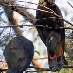Calyptorhynchus lathami (Glossy Black-Cockatoo) at Wingecarribee Local Government Area - 30 May 2023 by Aussiegall